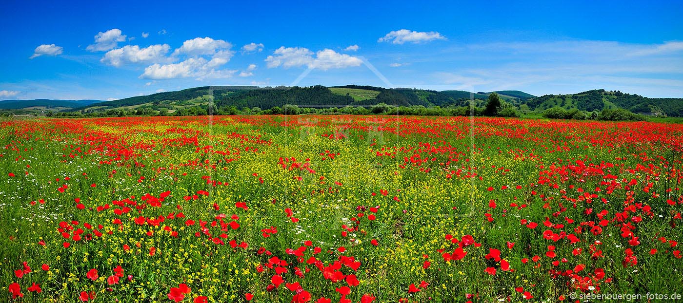 panorama landschaft mohnblumen mohnblumenfeld sommerlandschaft burzenland tara barsei